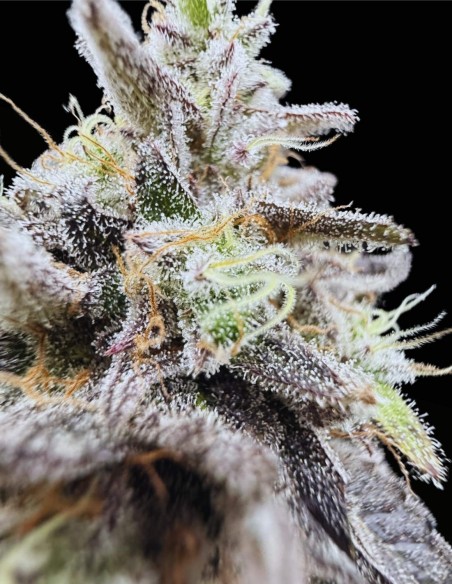 Limelight X Grape Sunshine (Commonwealth Seed Co) 🍋 Agrumi