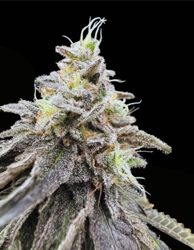 Limelight X Grape Sunshine (Commonwealth Seed Co) 🍋 Agrumi