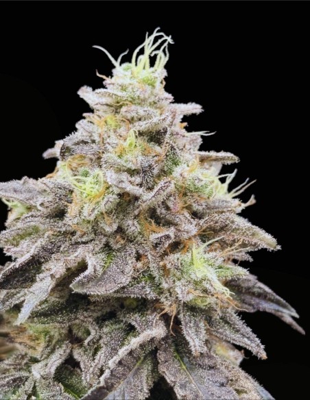 Limelight X Grape Sunshine (Commonwealth Seed Co) 🍋 Agrumi