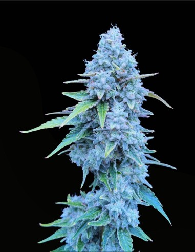 Lime Whip (Commonwealth Seed Co) 🍋 Ibrido Candy Lime