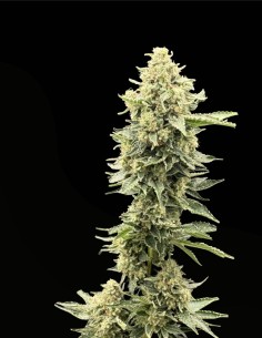 Tahiti Lime x Grape Sunshine (Commonwealth Seed Co) 🍬 Candy