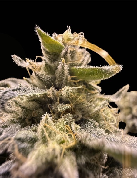 Tahiti Lime x Grape Sunshine (Commonwealth Seed Co) 🍬 Candy