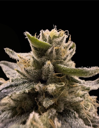 Tahiti Lime x Grape Sunshine (Commonwealth Seed Co) 🍬 Candy