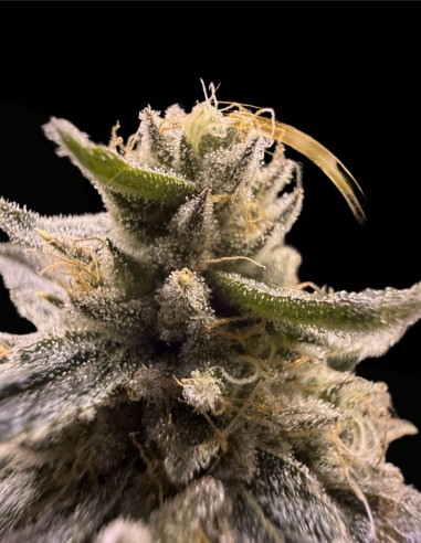 Tahiti Lime x Grape Sunshine (Commonwealth Seed Co) 🍬 Candy