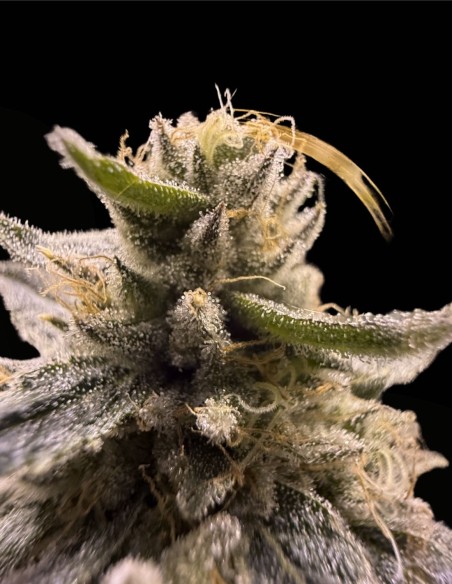 Tahiti Lime x Grape Sunshine (Commonwealth Seed Co) 🍬 Candy