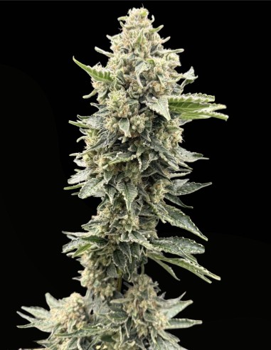 Tahiti Lime x Grape Sunshine (Commonwealth Seed Co) 🍬 Candy