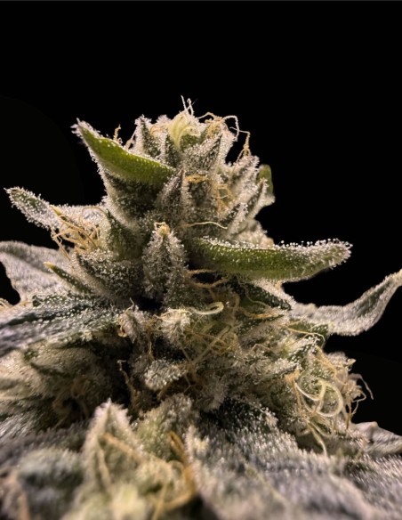 Tahiti Lime x Grape Sunshine (Commonwealth Seed Co) 🍬 Candy