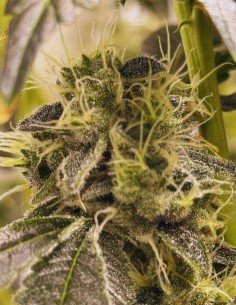 Doomsday (Commonwealth Seed Co) ❄️ Femminizzata resinosa