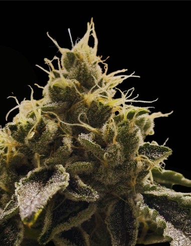 Doomsday (Commonwealth Seed Co) ❄️ Femminizzata resinosa