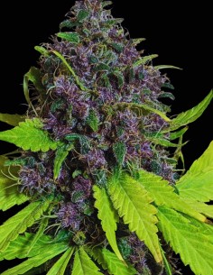 Malawi x PCK (Ace Seeds) 🌲​🍋​ Hybride riche en résine 2