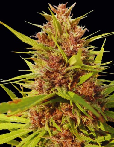 Malawi x PCK (Ace Seeds) 🌲​🍋​ Harzreicher Hybrid