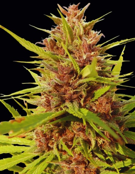 Malawi x PCK (Ace Seeds) 🌲​🍋​ Harzreicher Hybrid