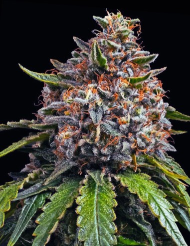 Gas Pack (Barneys Farm) 🔥​ Premium Mixed Seeds