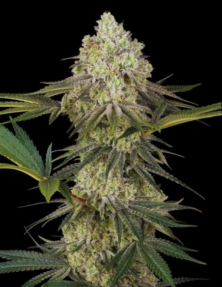 Triple Mints XXL Femminizzata (Sensi Seeds) 🍃 Sapore di menta