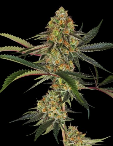 Super Lemon Cherry (Sensi Seeds) 🍒 Gusto delizioso!