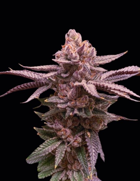 Slush Mint Cake (Dutch Passion Seeds) 🍦 ​Graines Féminisées