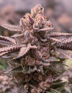 Slush Mint Cake (Dutch Passion Seeds) 🍦 ​Graines Féminisées 2