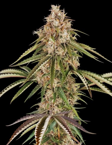 Garlic Gas (Sensi Seeds) 🧄 Un sapore diverso!