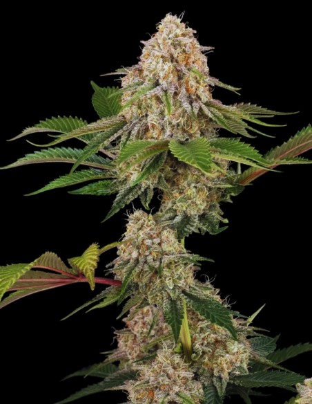 Sticky Berry Mints XXL (Sensi Seeds) 🍋 Raccolti brutali!