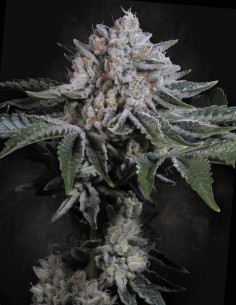 Peach Frosting (Paradise Seeds) 🍨​🍑​ Crémeuses à la pêche