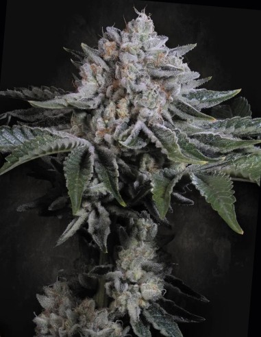 Peach Frosting (Paradise Seeds) 🍨​🍑​ Crémeuses à la pêche