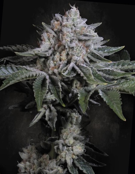 Peach Frosting (Paradise Seeds) 🍨​🍑​ Crémeuses à la pêche