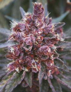 Violeta (Ace Seeds) 🌲​🍓​ Indica Hybrid 2