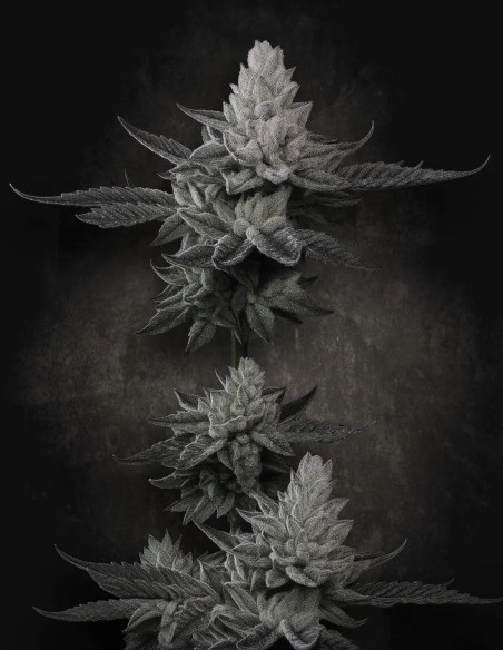 Chem Cake (Paradise Seeds) 🧁​ Puissance diesel