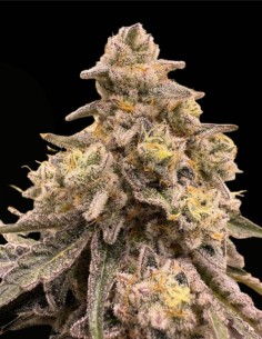 Grape Krush (Commonwealth Seed Co) 🍍 Terpenos tropicales uva