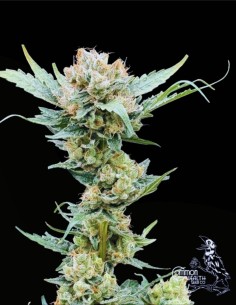 Sundrip (Commonwealth Seed Co) 🍓 Monstruo resinoso afrutado