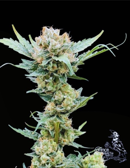 Sundrip (Commonwealth Seed Co) 🍓 Monstre résineux et fruité