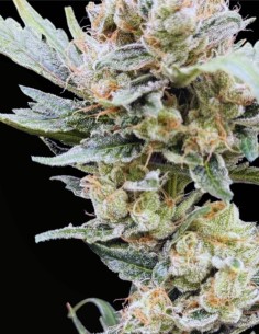 Sundrip (Commonwealth Seed Co) 🍓 Monstruo resinoso afrutado 2