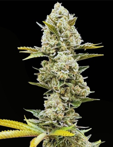 Sundrip (Commonwealth Seed Co) 🍓 Monstre résineux et fruité