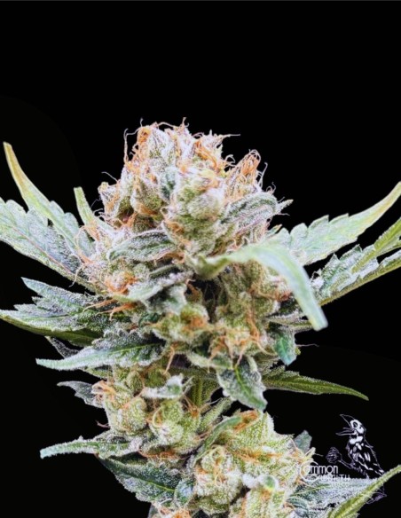 Sundrip (Commonwealth Seed Co) 🍓 Monstre résineux et fruité