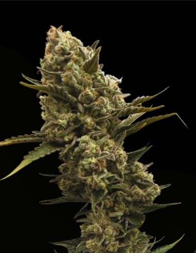 Sundrip (Commonwealth Seed Co) 🍓 Monstre résineux et fruité