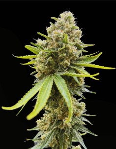 Grape Safari (Commonwealth Seed Co) 🍇 Orientée hash 2