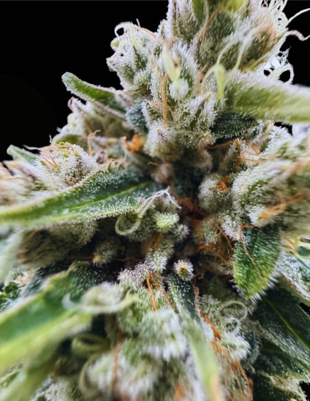 Grape Safari (Commonwealth Seed Co) 🍇 Orientée hash