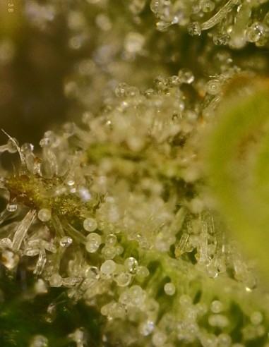 Grape Safari (Commonwealth Seed Co) 🍇 Orientée hash