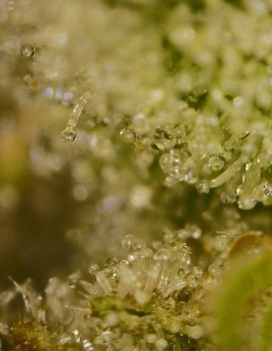 Grape Safari (Commonwealth Seed Co) 🍇 Orientée hash