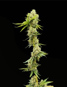 Grape Safari (Commonwealth Seed Co) 🍇 Orientée hash