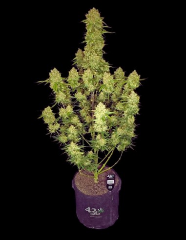 Guava Auto RF3 (FastBuds) 🥭 Tropischer Geschmack, 28 % THC