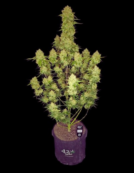 Guava Auto RF3 (FastBuds) 🥭 Tropischer Geschmack, 28 % THC