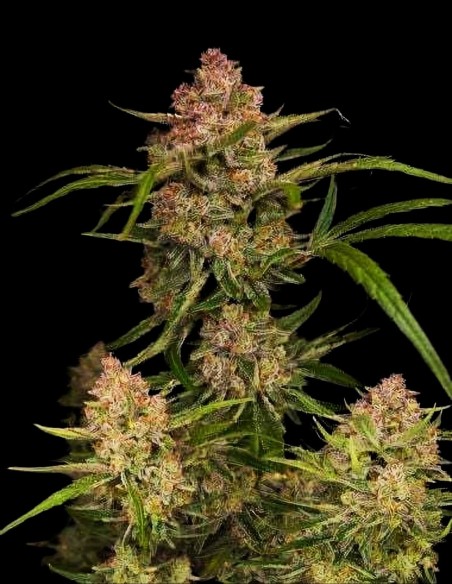 Guava Auto RF3 (FastBuds) 🥭 Tropischer Geschmack, 28 % THC