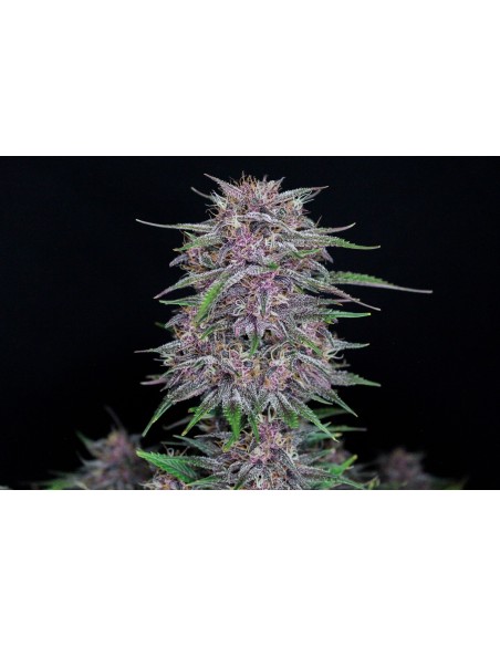 Banana Purple Punch Auto