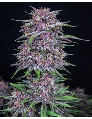 Banana Purple Punch Auto