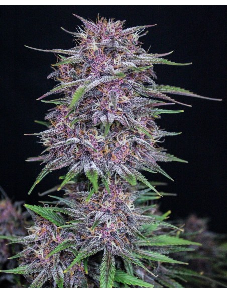 Banana Purple Punch Auto