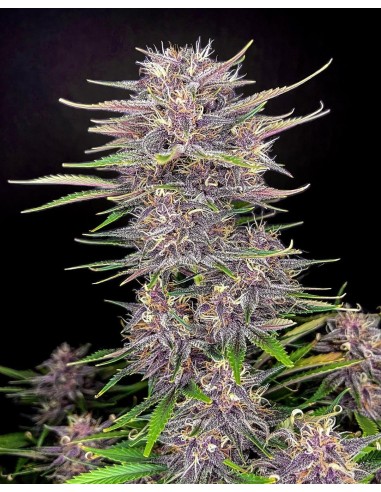 Banana Purple Punch Auto