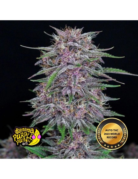 Banana Purple Punch Auto RF3 (FastBuds Seeds) 🍌 Unglaublich!