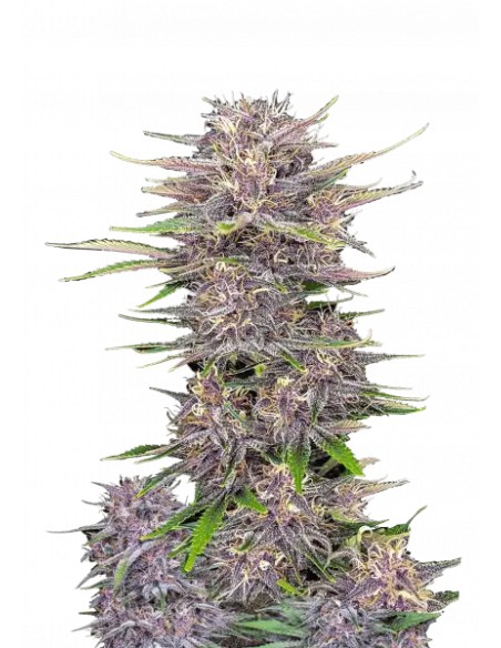 Banana Purple Punch Auto RF3 (FastBuds Seeds) 🍌 Unglaublich!