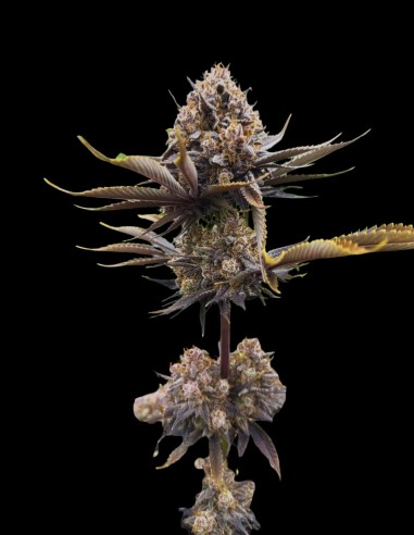 Banana Purple Punch Auto RF3 (FastBuds Seeds) 🍌 Unglaublich!